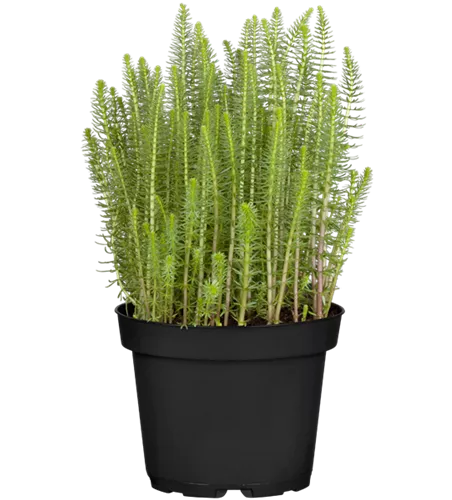 Gewöhnlicher Tannenwedel