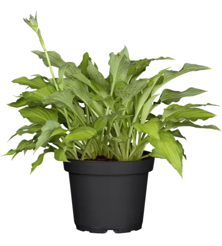 Hosta x fortunei 'Gold Standard'