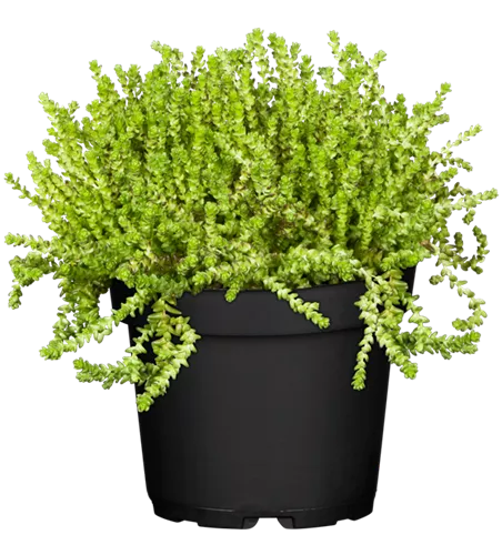 Sedum acre