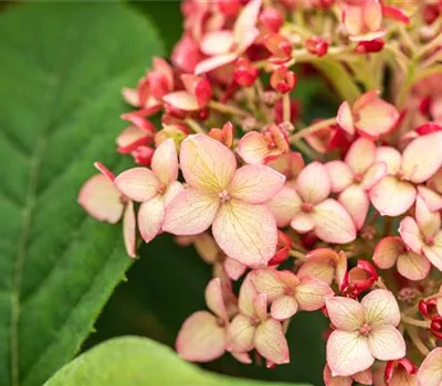 Ballhortensie 'Ruby Annabelle'®