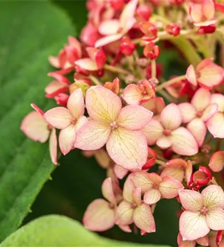Ballhortensie 'Ruby Annabelle'®