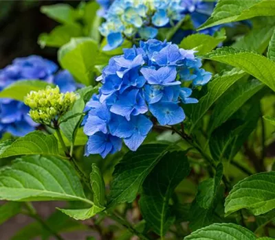 Bauernhortensie 'Belle Seduction'®