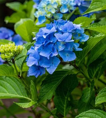 Bauernhortensie 'Belle Seduction'®