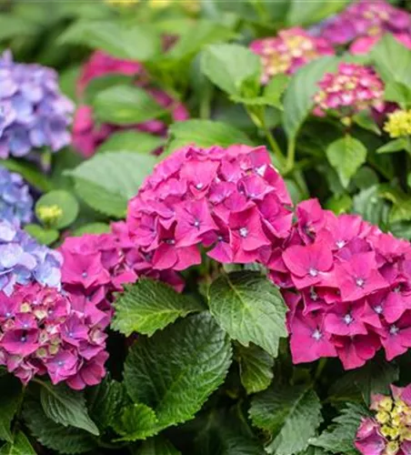 Bauernhortensie 'Forever & Ever'®, rot