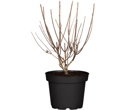 Bauernhortensie 'Forever & Ever'®, weiß