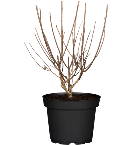Bauernhortensie 'Forever & Ever'®, weiß