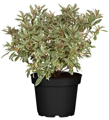 Japanische Azalee 'Silver Sword'