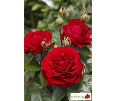 Beetrose 'Bordeaux'®