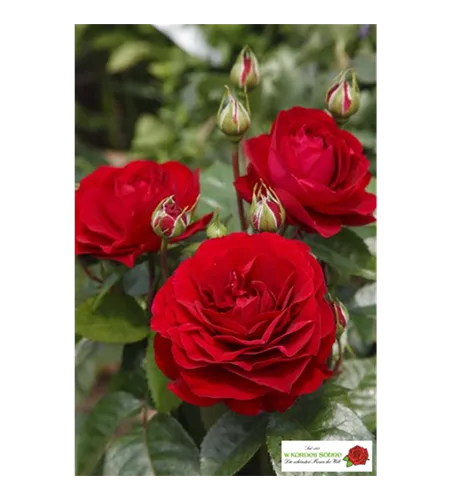 Beetrose 'Bordeaux'®