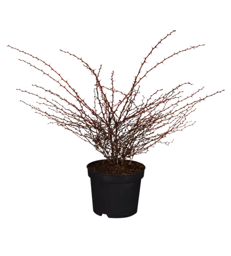 Berberitze 'Orange Dream'