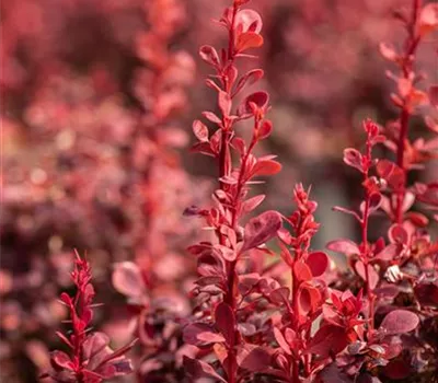 Berberitze 'Orange Rocket'®