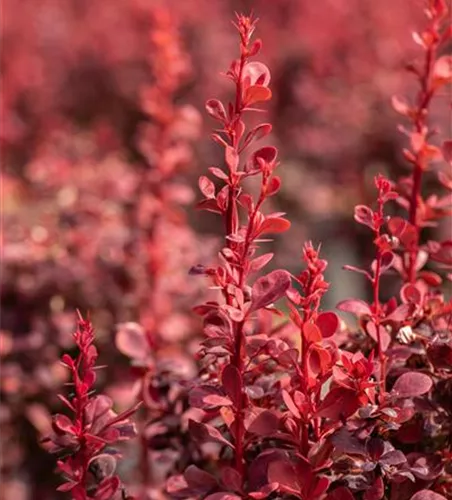 Berberitze 'Orange Rocket'®