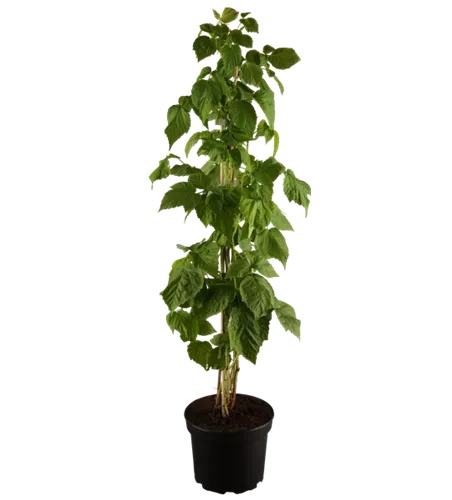 Himbeere 'Autumn Bliss'(s)