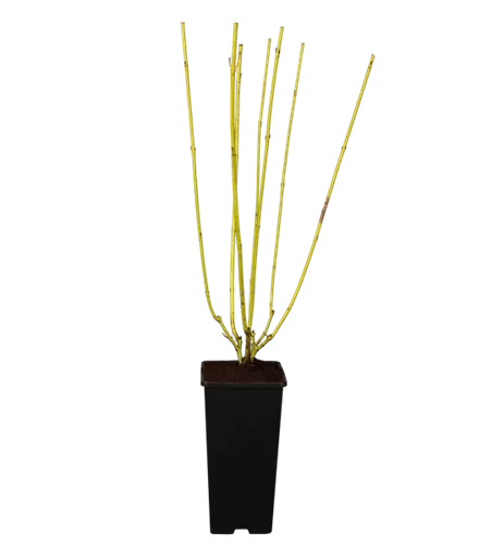 Gelbholz-Hartriegel 'Flaviramea'