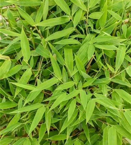 Gartenbambus 'Moontears'®