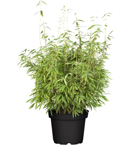 Gartenbambus 'Dino'