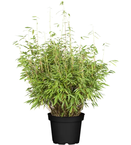 Gartenbambus 'Dino'