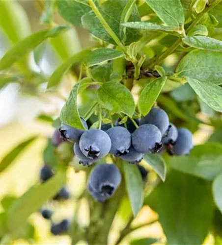 Heidelbeere 'Blue Jay'