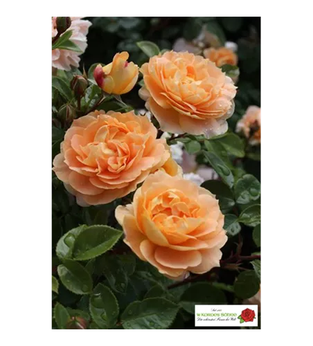 Beetrose 'Schöne vom See'®