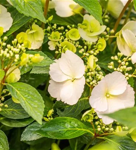 Girlanden-Hortensie 'Runaway Bride'®