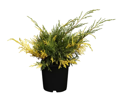 Chinesischer Wacholder 'Blue and Gold'