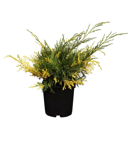 Chinesischer Wacholder 'Blue and Gold'