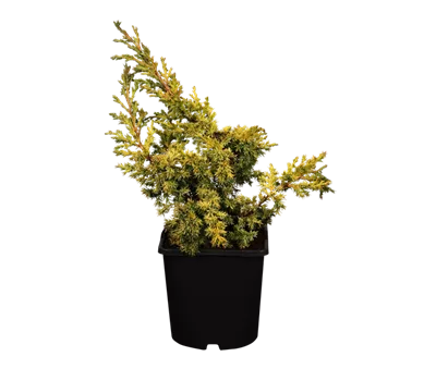 Chinesischer Wacholder 'Goldfern'