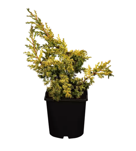 Chinesischer Wacholder 'Goldfern'