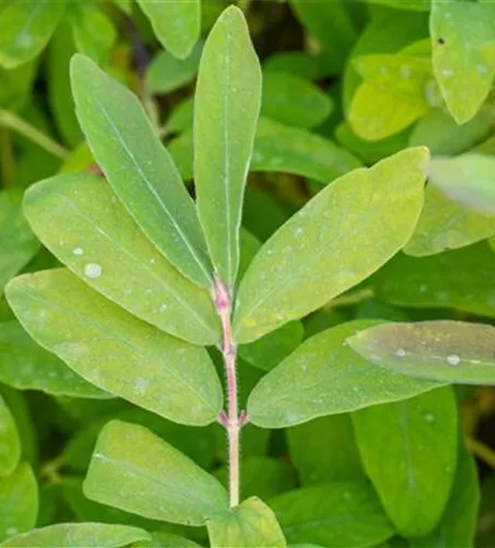 Blaue Heckenkirsche 'Balalaika'