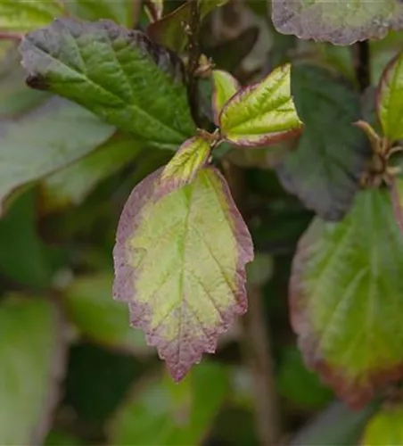 Eisenbaum 'Persian Spire'(s)