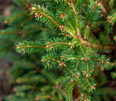 Gnomenfichte 'Pygmaea'