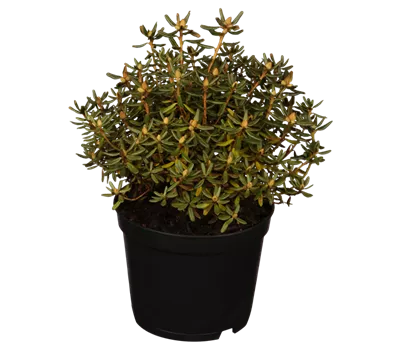 Rhododendron 'Purple Pillow'