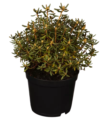 Rhododendron 'Purple Pillow'