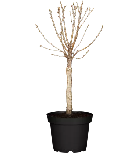 Zwergsauerkirsche 'Piemont'