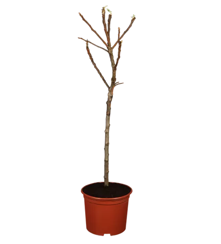 Zwergapfel 'Croquella'®