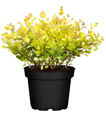 Zwergbirke 'Golden Treasure'®