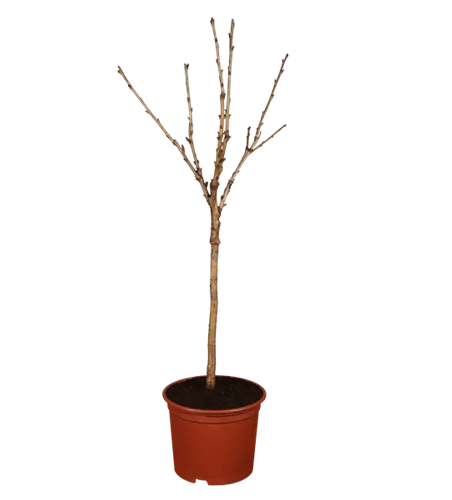 Süßkirsche 'Stella Compact'