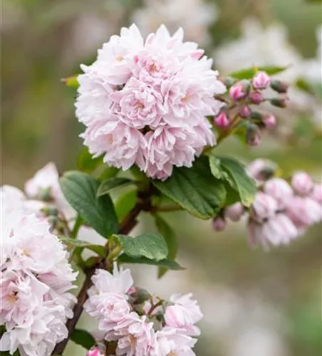 Sternchenstrauch 'Pink Pom-Pom'