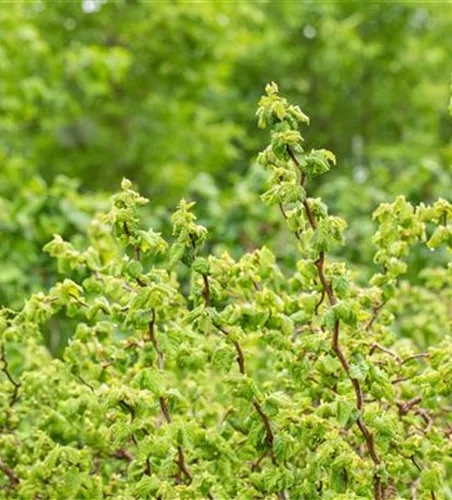 Zwerg-Korkenzieher-Haselnuss 'Scooter'