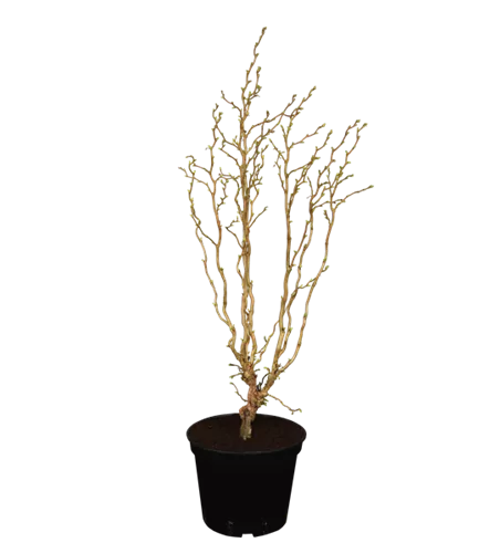 Korkenzieher-Haselnuss 'Twister'