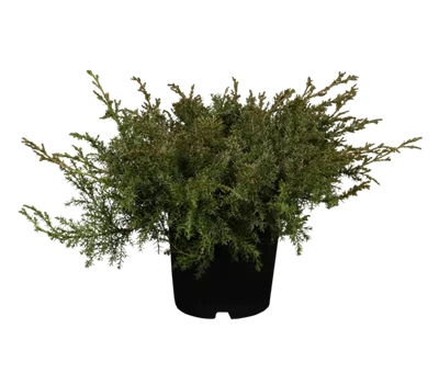 Kriechwacholder 'Leningrad'