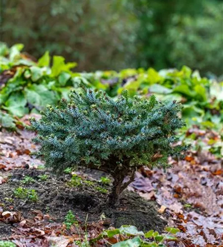 Serbische Fichte 'Mirjam'