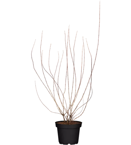 Pfeifenstrauch 'Snowbelle'