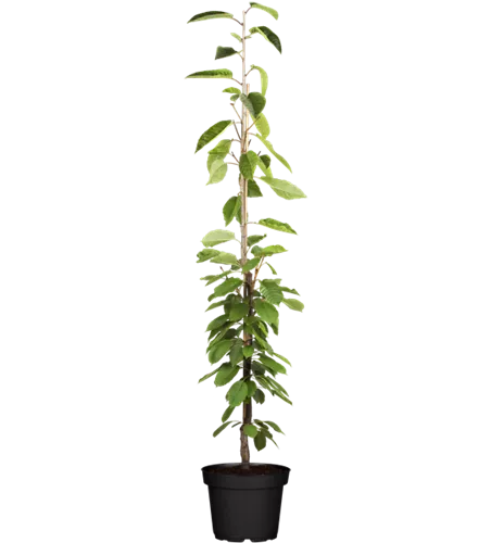 Säulen-Süßkirsche 'Sylvia'®