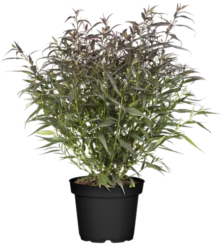 Zapfenblume 'Brunetthy' Zapfenblume 'Brunetthy'