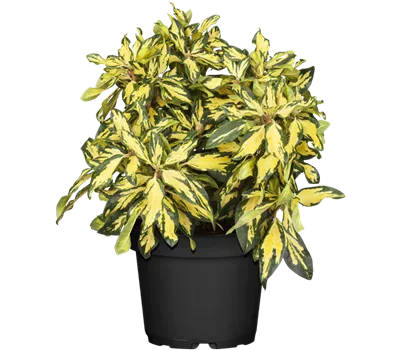 Rhododendron-Hybride 'Blattgold'