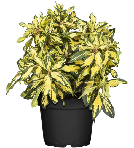 Rhododendron-Hybride 'Blattgold' Rhododendron-Hybride 'Blattgold'