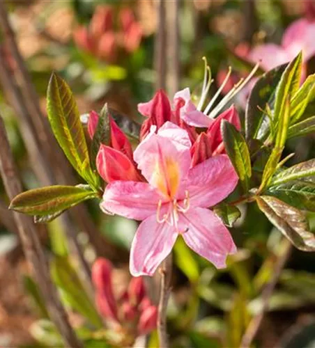 Rhododendron 'Juniduft'