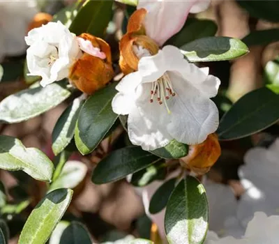 Yaku-Rhododendron 'Bienenkönigin'