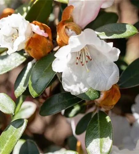 Yaku-Rhododendron 'Bienenkönigin' Yaku-Rhododendron 'Bienenkönigin'